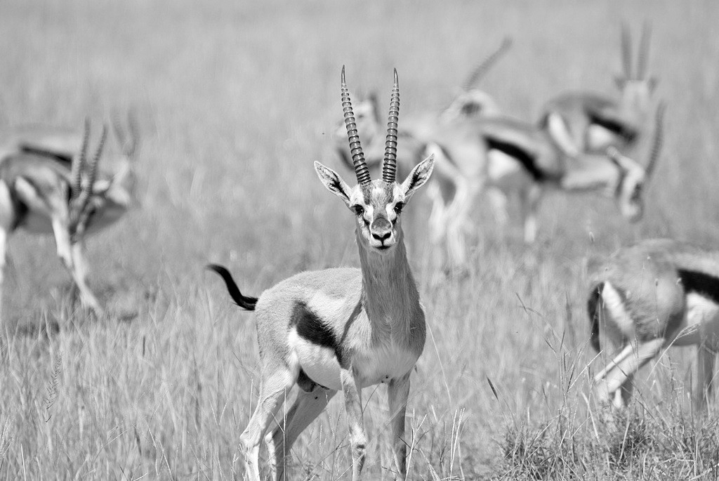 Imara Advisors Image