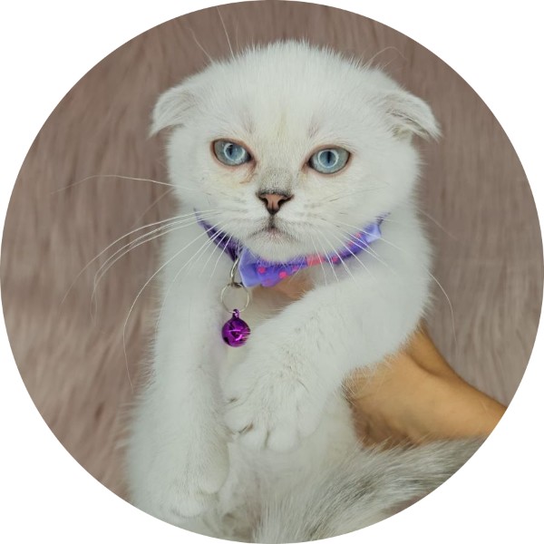 Royal Scottish Fold Cattery Photo