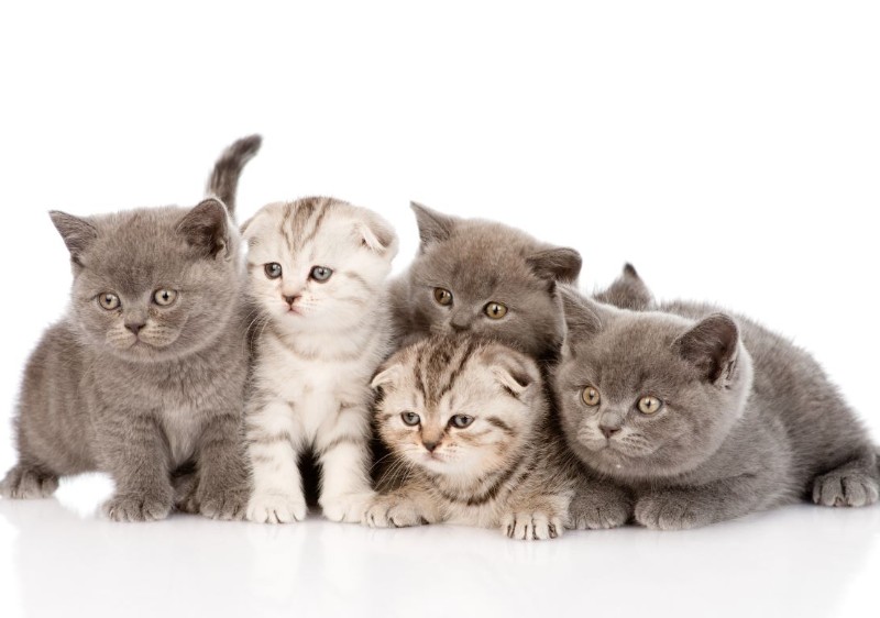 Royal Scottish Fold Cattery