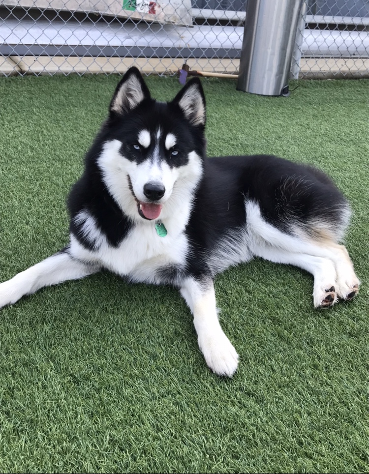 City Paws PVD Image